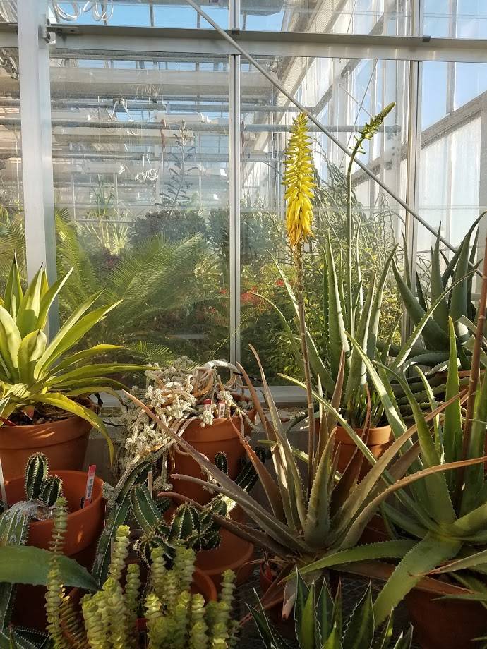 Greenhouse plants